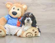 8 week old Cocker Spaniel Puppy For Sale - Pilesgrove Pups