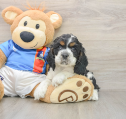14 week old Cocker Spaniel Puppy For Sale - Pilesgrove Pups