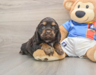 5 week old Cocker Spaniel Puppy For Sale - Pilesgrove Pups