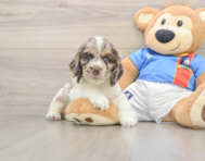 5 week old Cocker Spaniel Puppy For Sale - Pilesgrove Pups