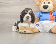 5 week old Cocker Spaniel Puppy For Sale - Pilesgrove Pups