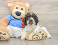5 week old Cocker Spaniel Puppy For Sale - Pilesgrove Pups