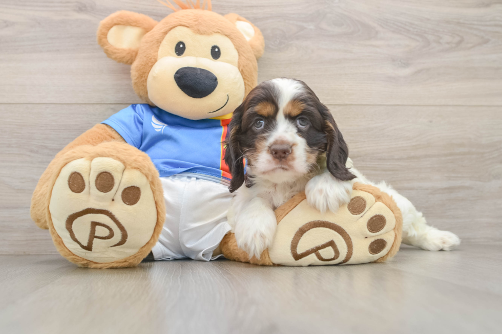 Cute Cocker Spaniel Baby