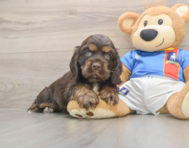 5 week old Cocker Spaniel Puppy For Sale - Pilesgrove Pups