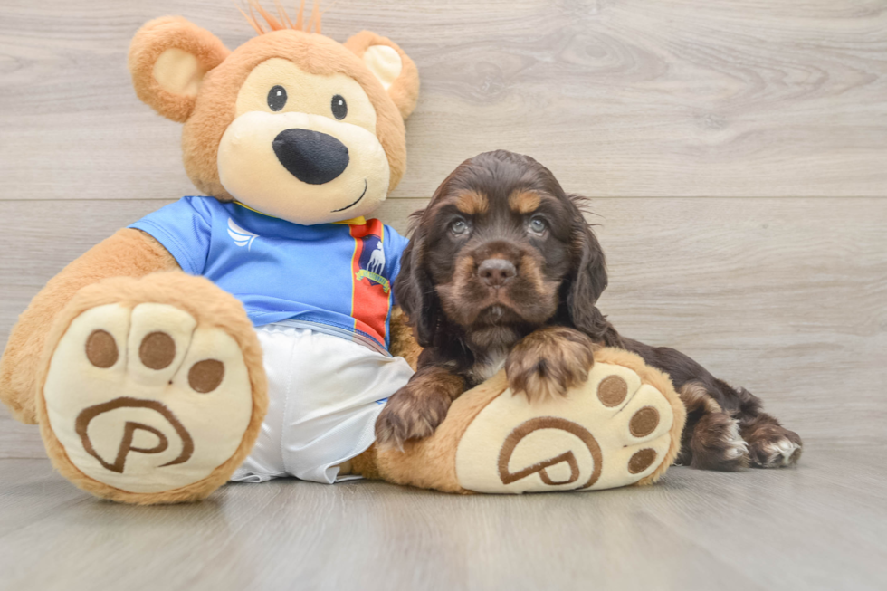Cute Cocker Spaniel Purebred Puppy