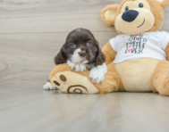 6 week old Cocker Spaniel Puppy For Sale - Pilesgrove Pups