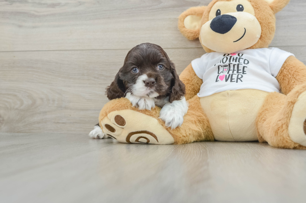 6 week old Cocker Spaniel Puppy For Sale - Pilesgrove Pups