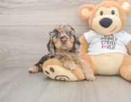 5 week old Cocker Spaniel Puppy For Sale - Pilesgrove Pups