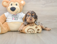 6 week old Cocker Spaniel Puppy For Sale - Pilesgrove Pups