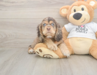 6 week old Cocker Spaniel Puppy For Sale - Pilesgrove Pups