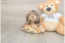 Cute Cocker Spaniel Purebred Pup
