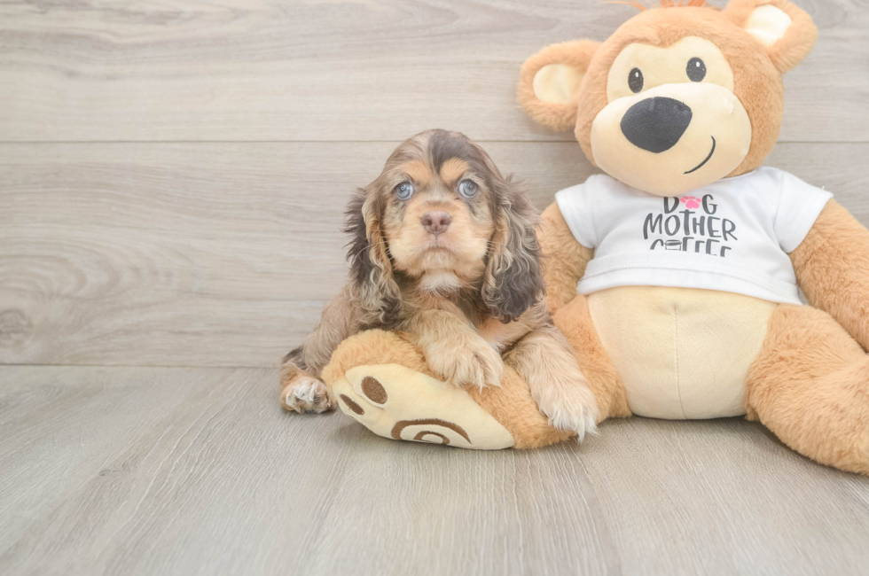 6 week old Cocker Spaniel Puppy For Sale - Pilesgrove Pups