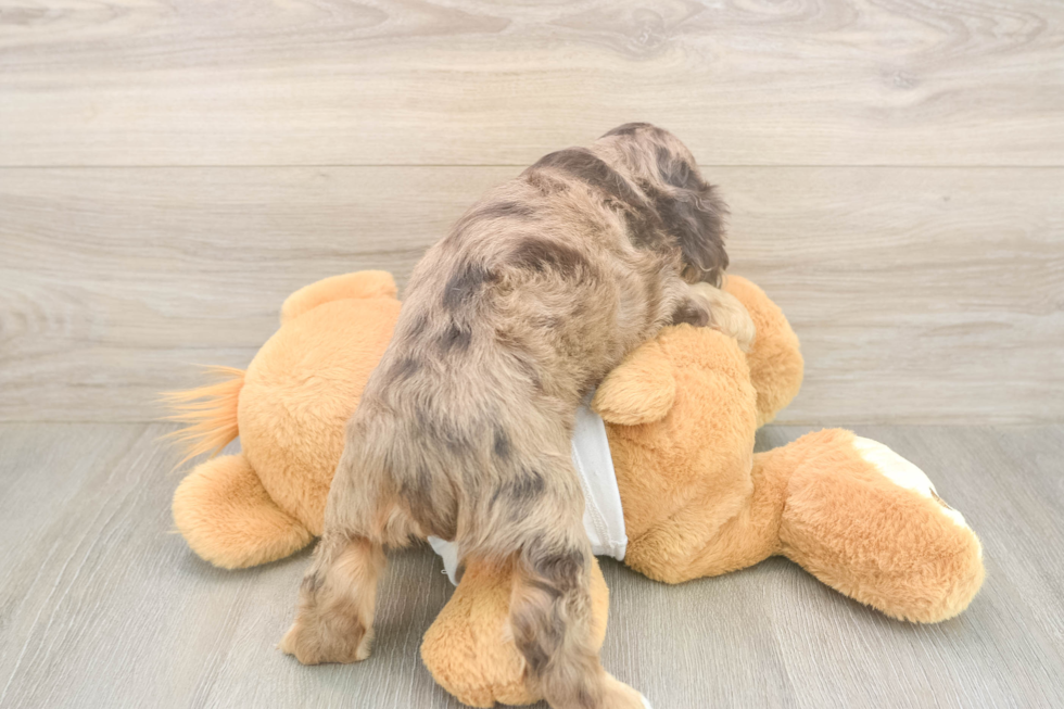 Cute Cocker Spaniel Purebred Pup