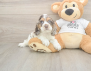 6 week old Cocker Spaniel Puppy For Sale - Pilesgrove Pups