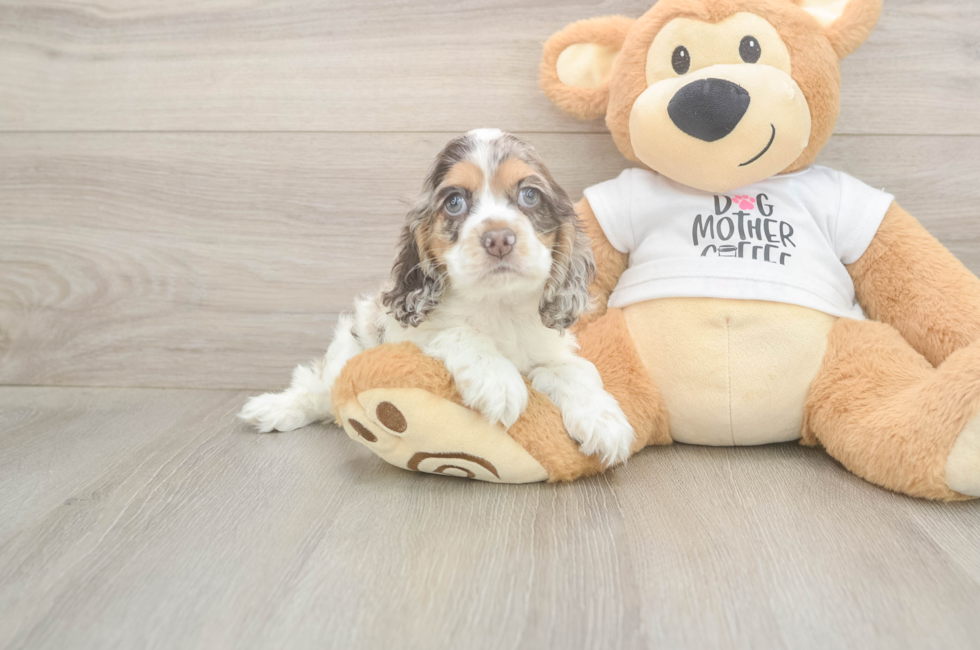 6 week old Cocker Spaniel Puppy For Sale - Pilesgrove Pups