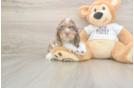 Cocker Spaniel Puppy for Adoption