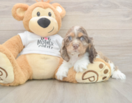 6 week old Cocker Spaniel Puppy For Sale - Pilesgrove Pups