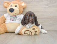 7 week old Cocker Spaniel Puppy For Sale - Pilesgrove Pups