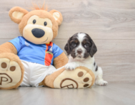 5 week old Cocker Spaniel Puppy For Sale - Pilesgrove Pups