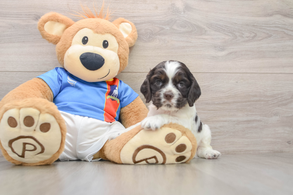 Cute Cocker Spaniel Purebred Puppy