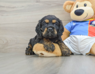 6 week old Cocker Spaniel Puppy For Sale - Pilesgrove Pups