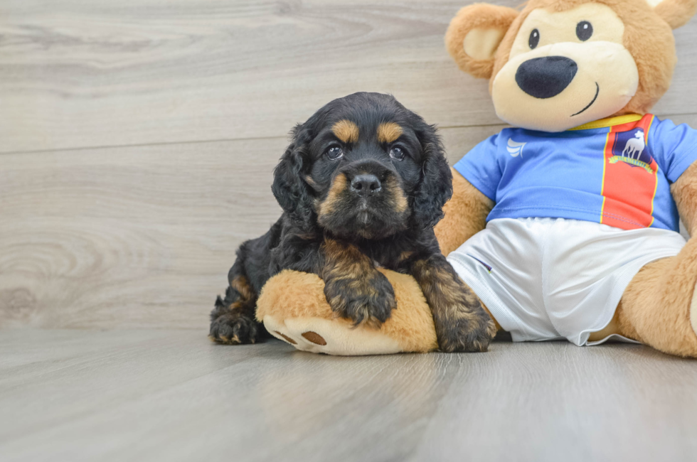 6 week old Cocker Spaniel Puppy For Sale - Pilesgrove Pups