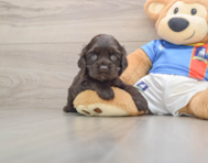 6 week old Cocker Spaniel Puppy For Sale - Pilesgrove Pups