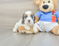 5 week old Cocker Spaniel Puppy For Sale - Pilesgrove Pups