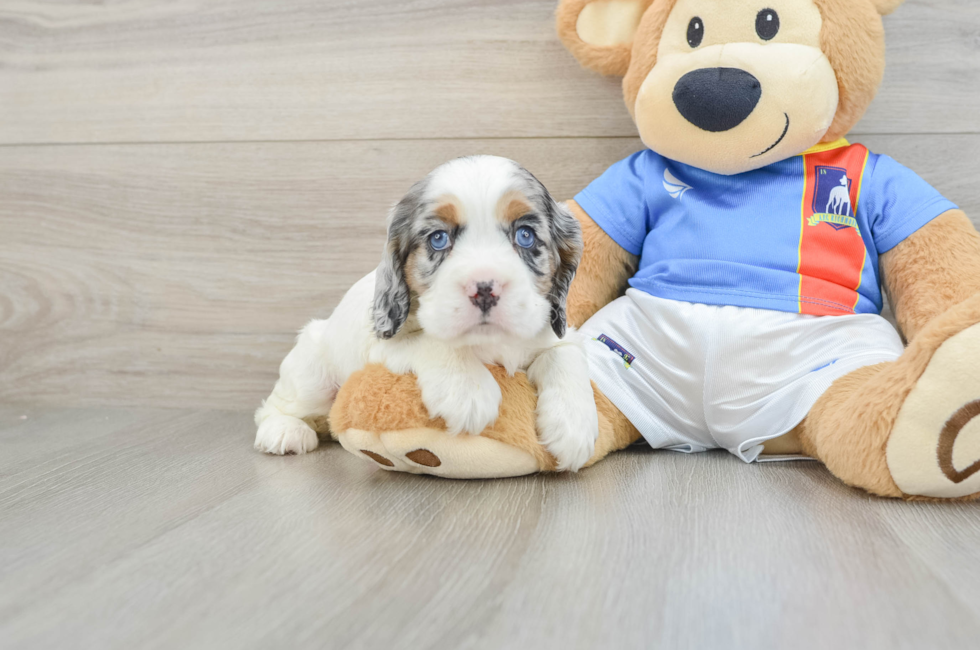 5 week old Cocker Spaniel Puppy For Sale - Pilesgrove Pups