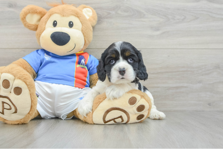 Cute Cocker Spaniel Purebred Pup