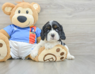 5 week old Cocker Spaniel Puppy For Sale - Pilesgrove Pups