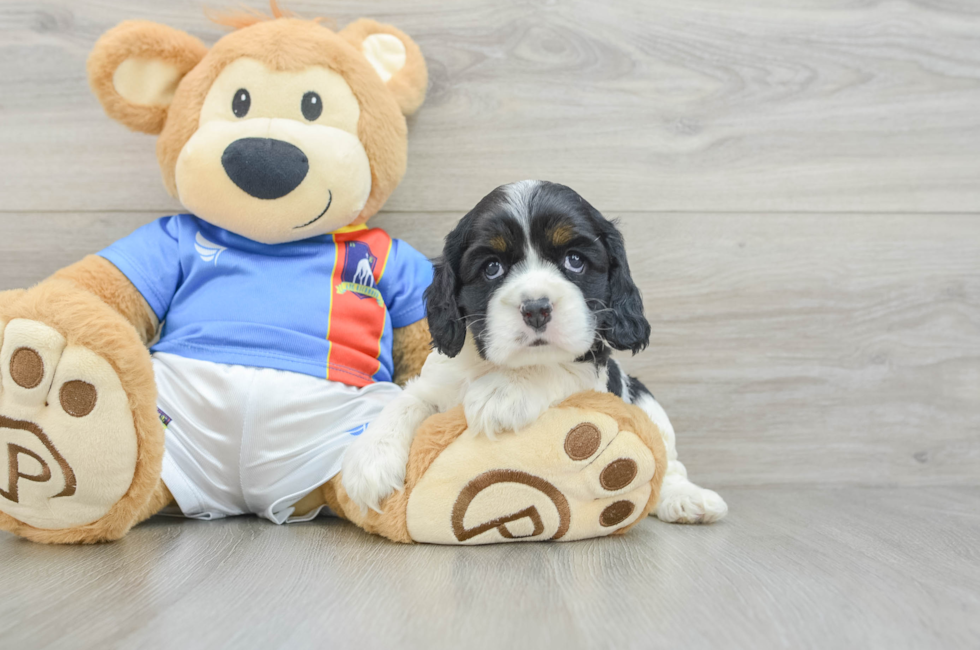 5 week old Cocker Spaniel Puppy For Sale - Pilesgrove Pups