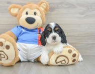 5 week old Cocker Spaniel Puppy For Sale - Pilesgrove Pups