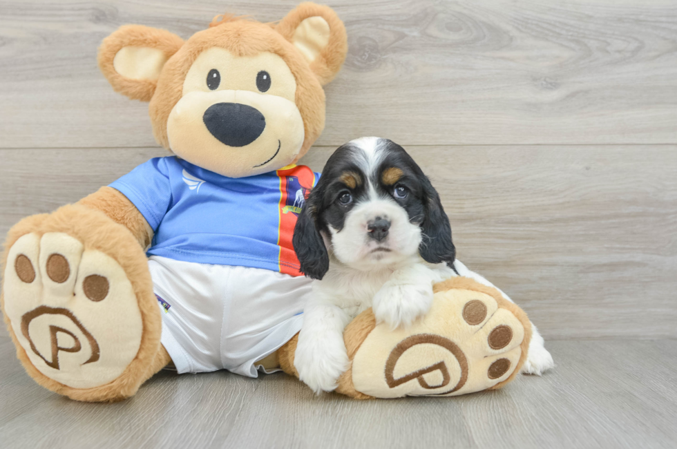 5 week old Cocker Spaniel Puppy For Sale - Pilesgrove Pups