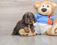 5 week old Cocker Spaniel Puppy For Sale - Pilesgrove Pups