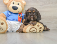 9 week old Cocker Spaniel Puppy For Sale - Pilesgrove Pups