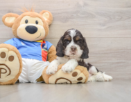 5 week old Cocker Spaniel Puppy For Sale - Pilesgrove Pups