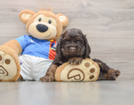 5 week old Cocker Spaniel Puppy For Sale - Pilesgrove Pups