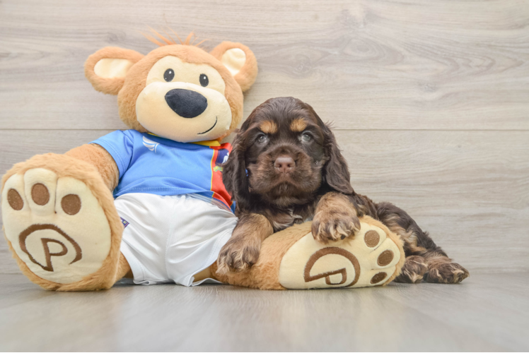 Cute Cocker Spaniel Baby