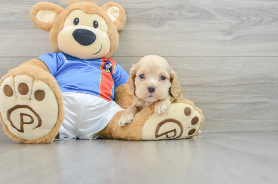 Cute Cocker Spaniel Purebred Puppy