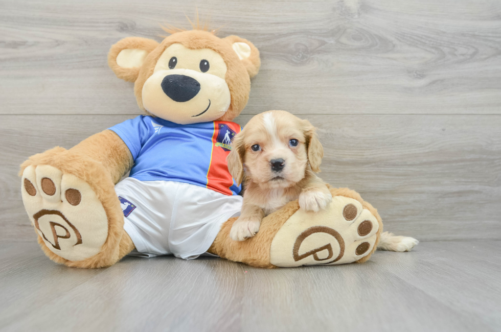 7 week old Cocker Spaniel Puppy For Sale - Pilesgrove Pups