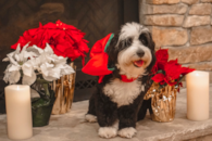 Cute Mini Bernedoodle Pup