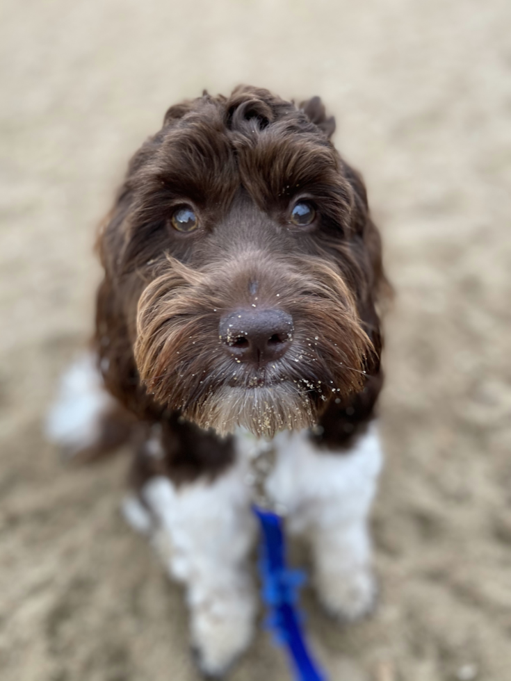 Cute Mini Portidoodle Poodle Mix Pup