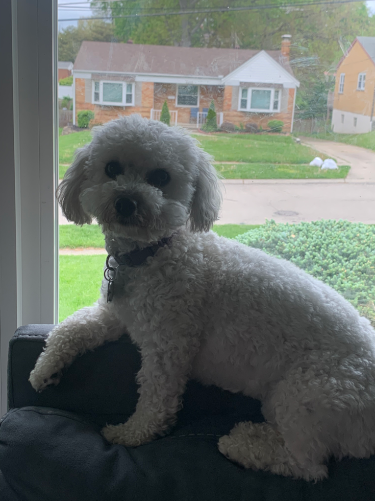 white havachon with curly hair full grown sitting on a couch next to a window 