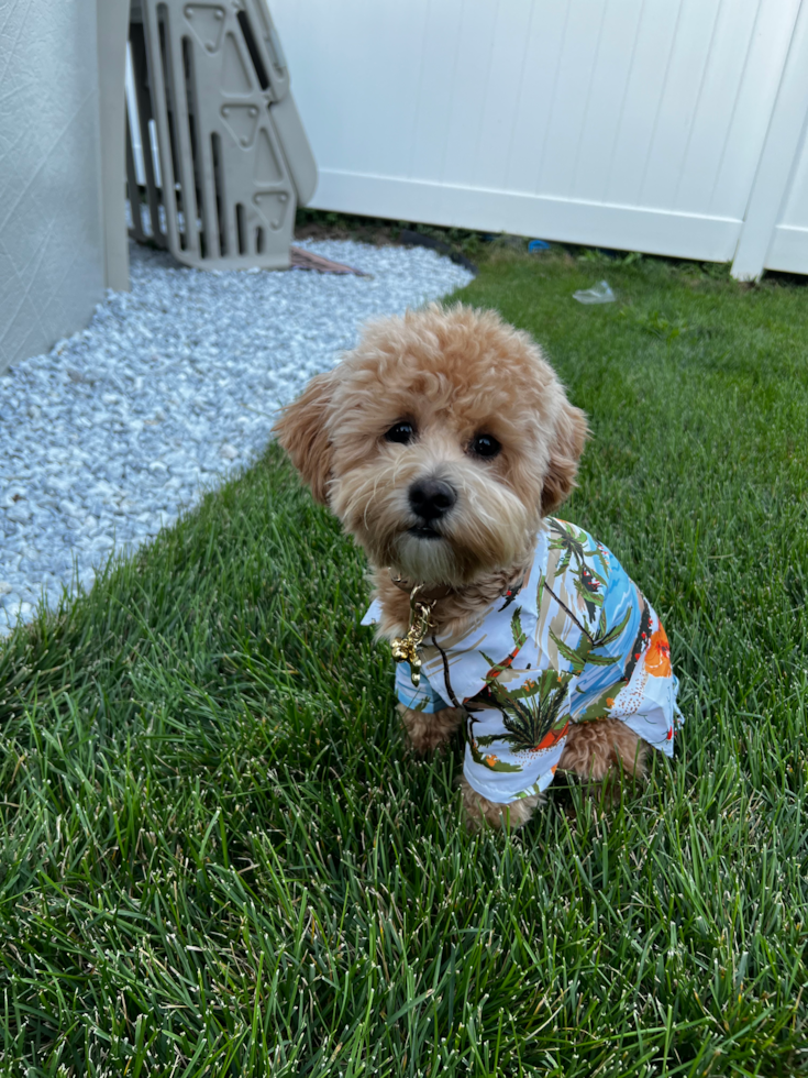 tan maltipoo with curly hair sitting on grass