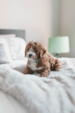 Cute Cavapoo Pup