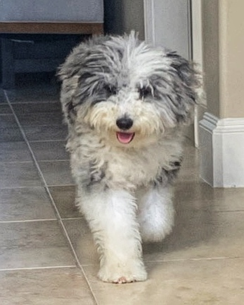 Cute Mini Sheepadoodle Poodle Mix Pup