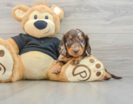 5 week old Dachshund Puppy For Sale - Pilesgrove Pups
