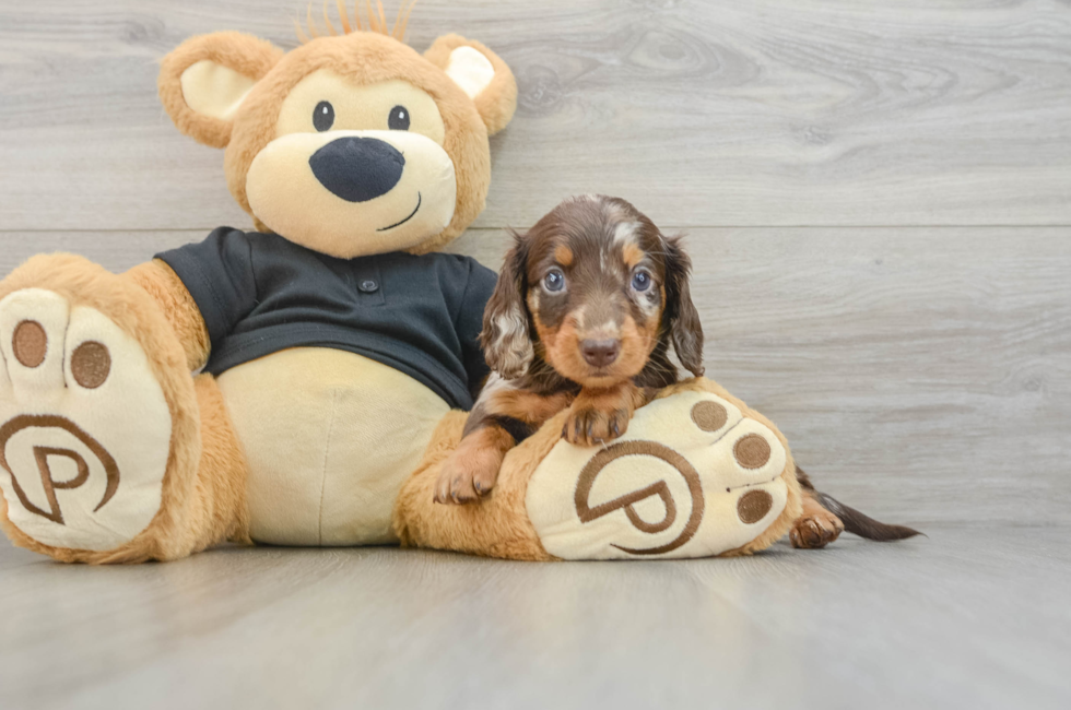 5 week old Dachshund Puppy For Sale - Pilesgrove Pups