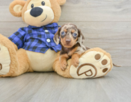 7 week old Dachshund Puppy For Sale - Pilesgrove Pups